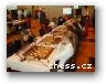 Ženy CZE  &raquo; Click to zoom ->
